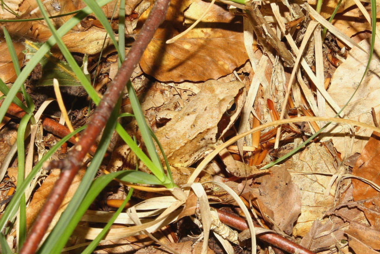 Rana dalmatina o temporaria ?? R. dalmatina